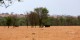 Tanzanie - 2010-09 - 123 - Serengeti - Buffles